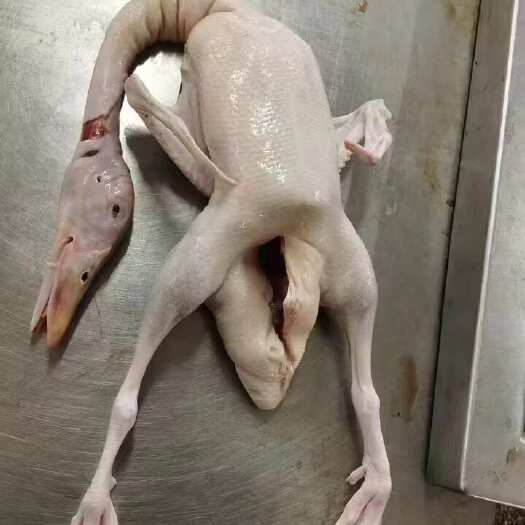 杭州淘汰老麻鸭 品质优良一手货源