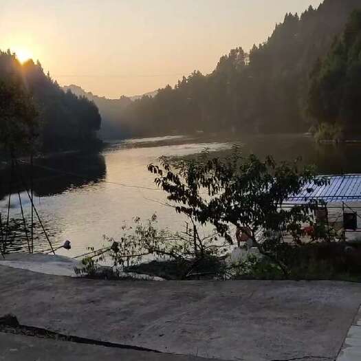苍溪县养殖水库转让，一切设施设备齐全加底鱼