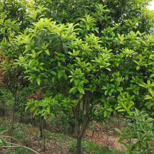 咸宁速生金桂庭院绿化工程桂花树地栽浓香型八月桂四季常青开花大树