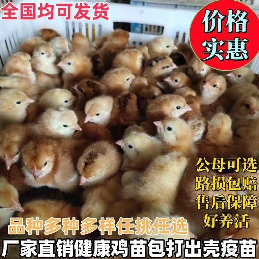 三黄鸡苗 【诚信商家】买1000送200 货到付款
