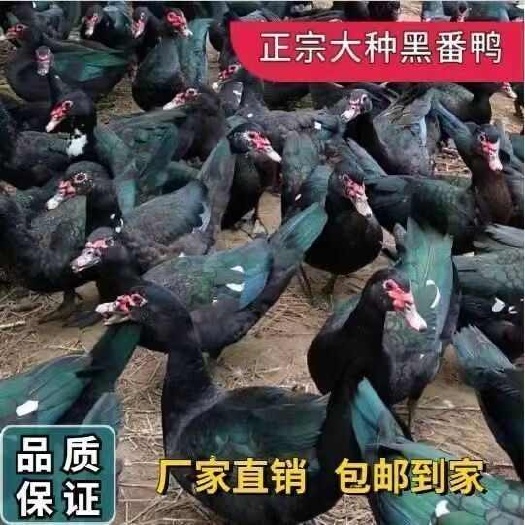 番鸭苗 【诚信商家】买1000送200 货到付款