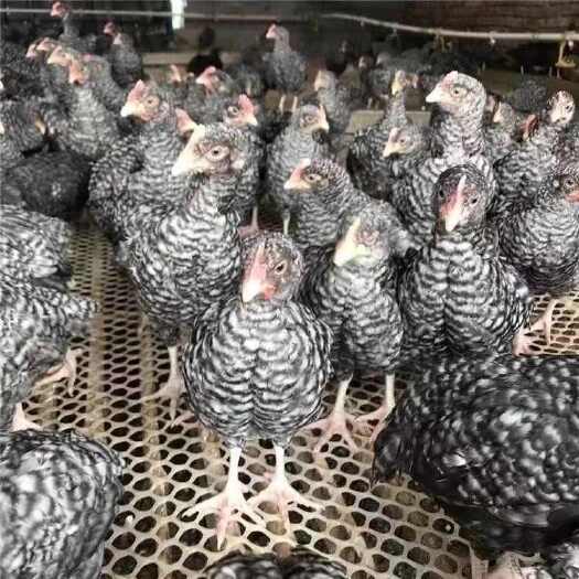 江永县芦花鸡苗 【诚信商家】买1000送200 货到付款