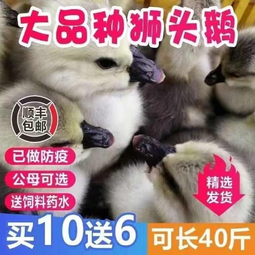 彝良县狮头鹅苗 【诚信商家】买1000送200 货到付款