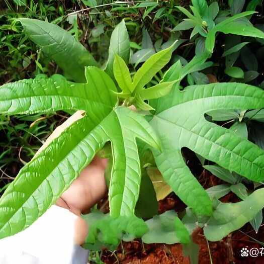 苍梧县广西五指毛桃