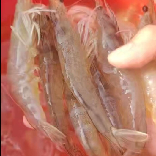 长沙县30头南美北对虾