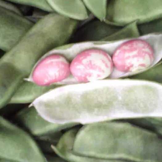 灵川县新鲜带壳荷包豆专卖