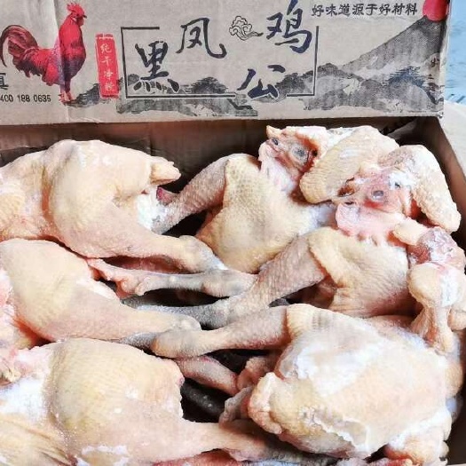 郑州黑凤公鸡，郑州现货，19斤/箱