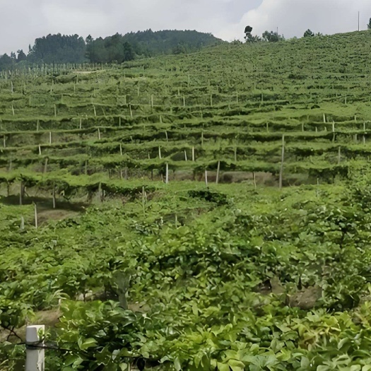 怀集县百香果种植基地出租