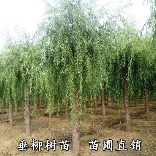 垂柳树苗黄金柳直柳青皮柳金丝柳庭院道路占地河边风景绿化工程苗