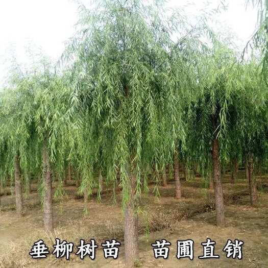 济南垂柳树苗黄金柳直柳青皮柳金丝柳庭院道路占地河边风景绿化工程苗