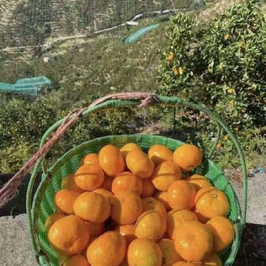 临海市涌泉高山甜蜜桔无核精品果自产自销每箱10斤新店优惠