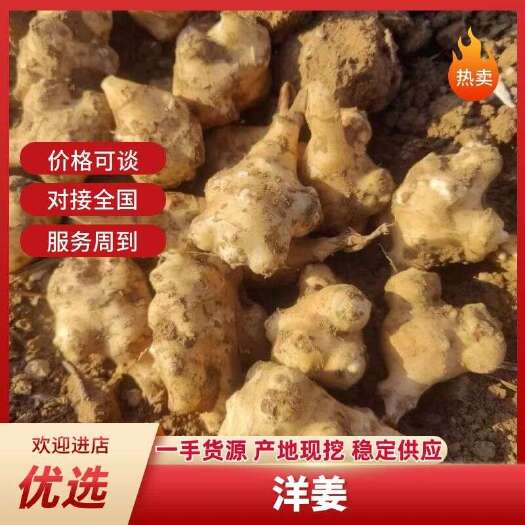 梁山县洋姜产地一手货源，现已经大量上市