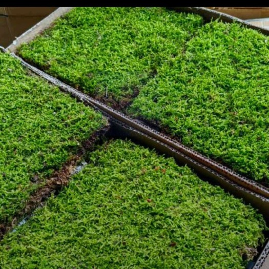 太湖县大自然苔藓