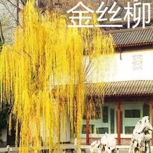 柳树树苗垂柳树苗直柳黄金柳金丝柳四季庭院行道户外耐寒风景树苗