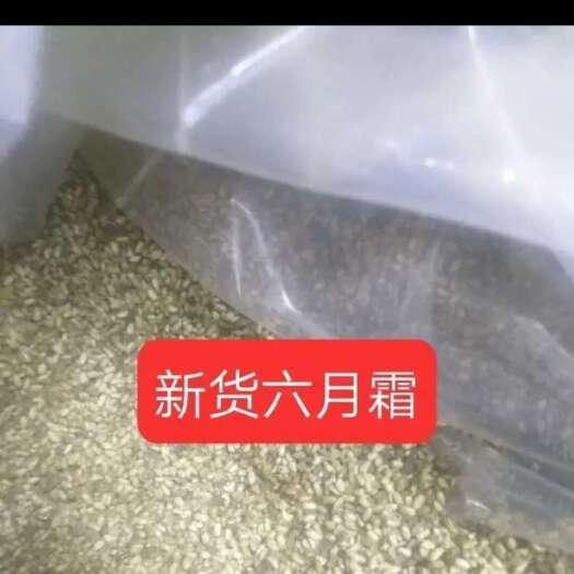 新货高山六月霜茶刘寄奴食用新鲜