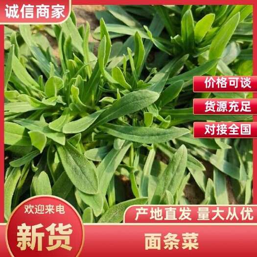 聊城面条菜野菜大量出货中，欢迎电商、批发商、加工厂采购