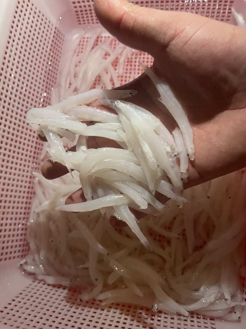 银鱼、批发零售