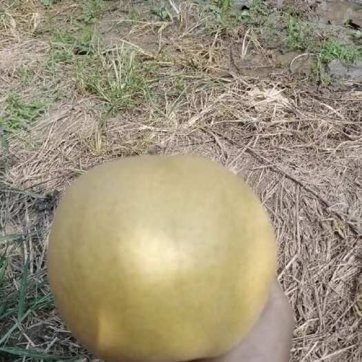 通许县晚秋黄梨