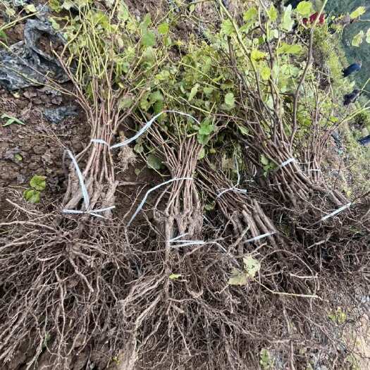咸阳两年生户太八号葡萄苗品种纯成活率高