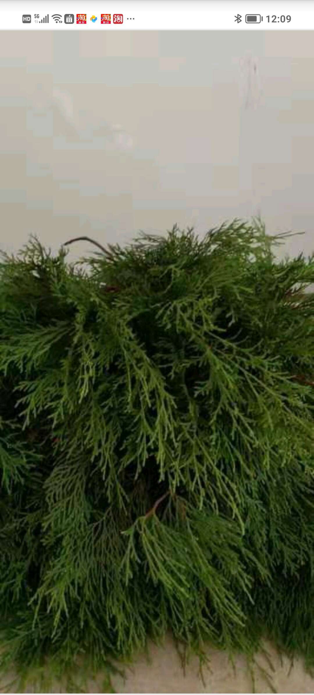 侧柏叶湖南省怀化雪峰山高山特产