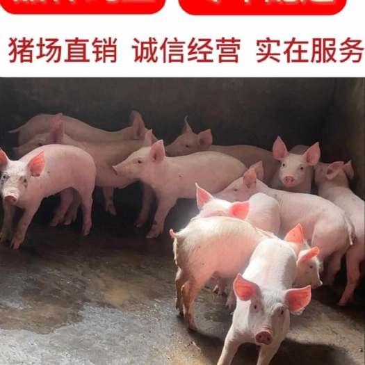 邳州市精品三元苗猪 二元母猪