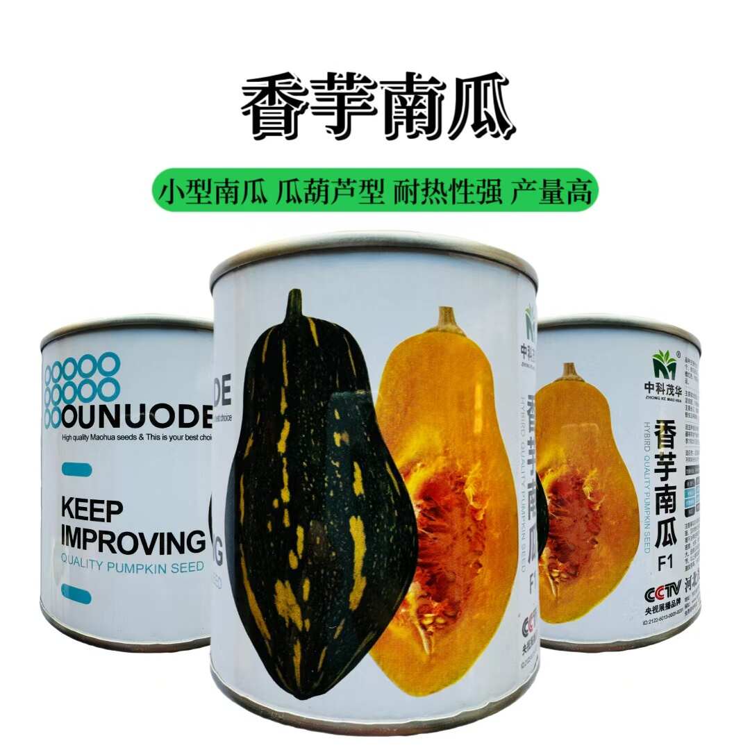 中科茂华香芋南瓜种子