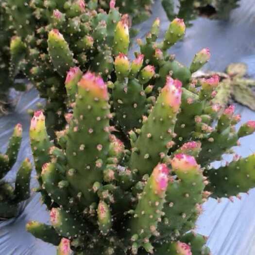 平邑县千仙人掌 苗木 健康植株 直发山东临沂