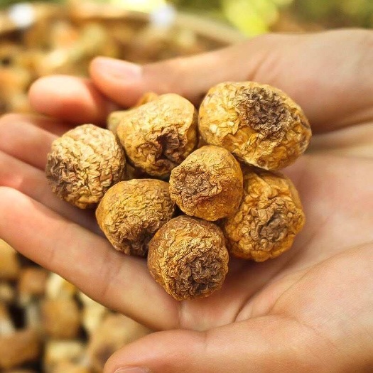 【大降价】新货姬松茸干货云南特产无硫松茸菌新鲜煲汤松茸菇批发