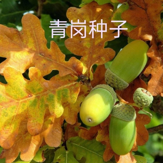 贵州深山青岗子橡树栎橡子树栎青岗栎天然长果无污染