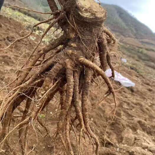 甘洛县四川鲜当归 大凉山海拔2千多米种植大量东当归 甜当归 菜当归