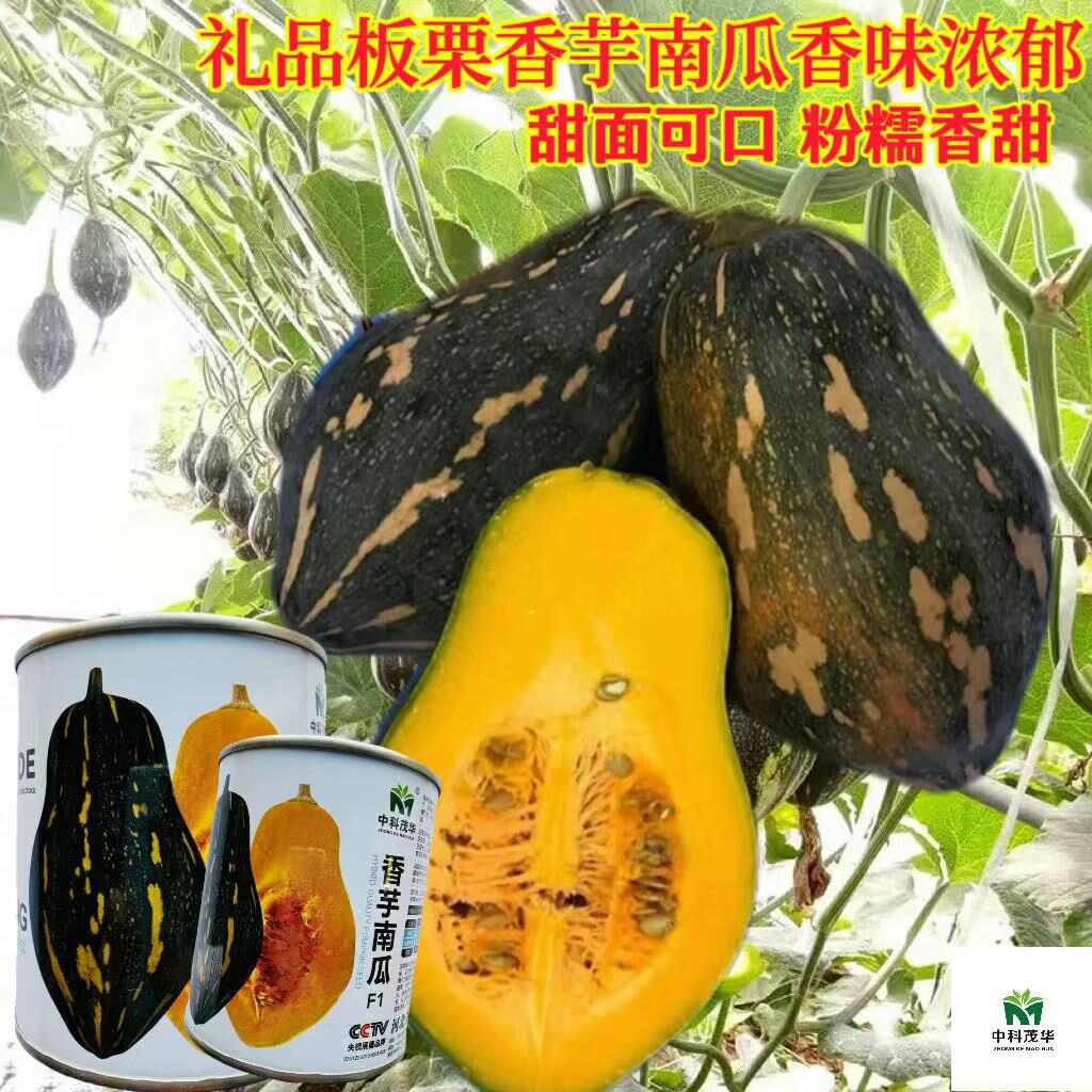 中科茂华香芋南瓜种子
