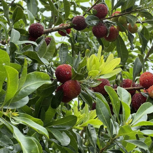 灵山县杨梅树苗