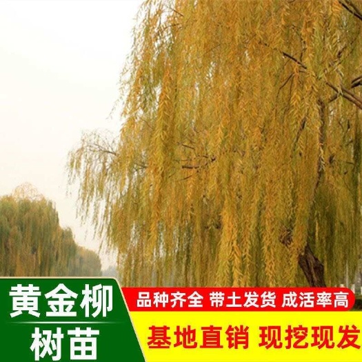 柳树树苗黄金柳金丝垂柳小苗垂柳树苗速生竹柳庭院行道工程绿化苗