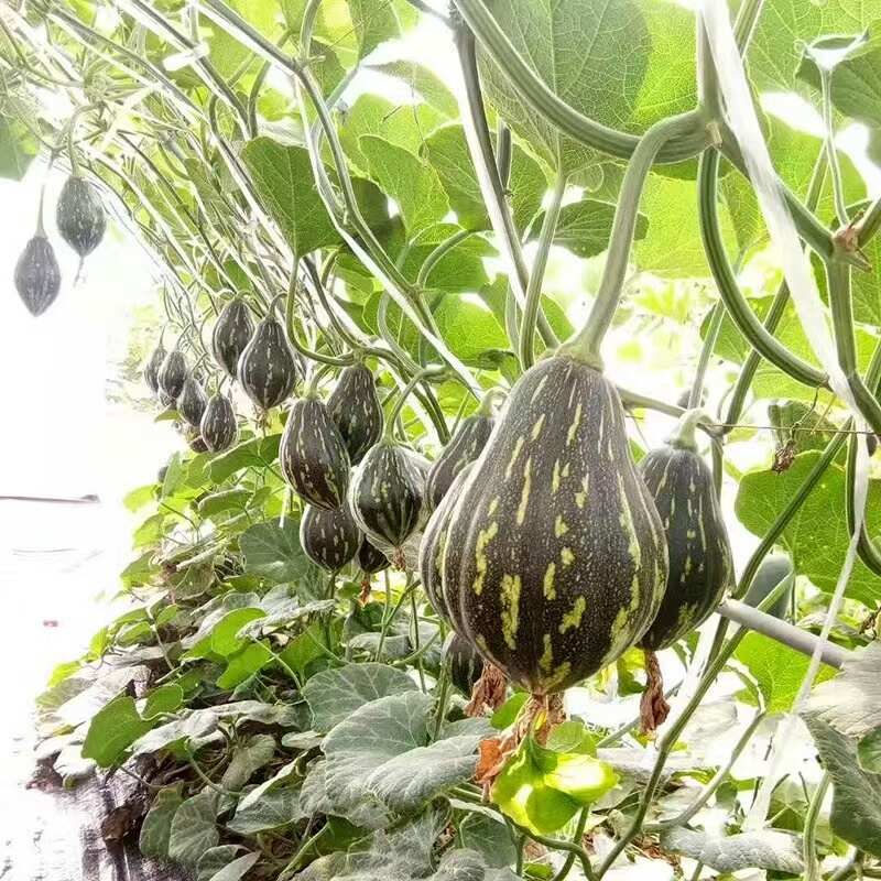 中科茂华香芋南瓜种子