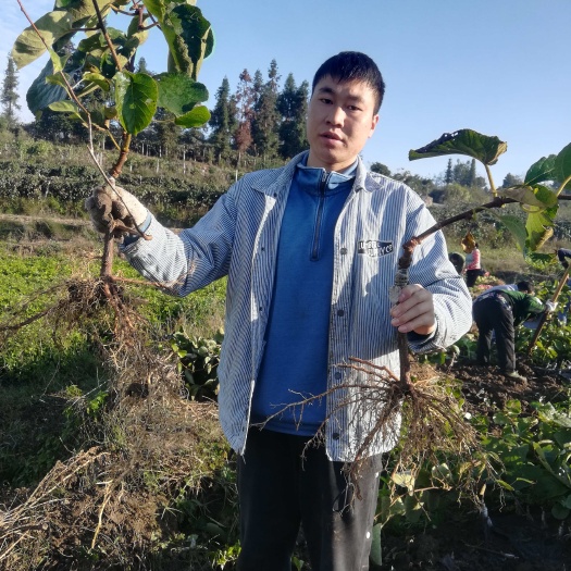 永顺县优质徐香猕猴桃苗 湖南湘西产地直发 强壮苗木 稳产