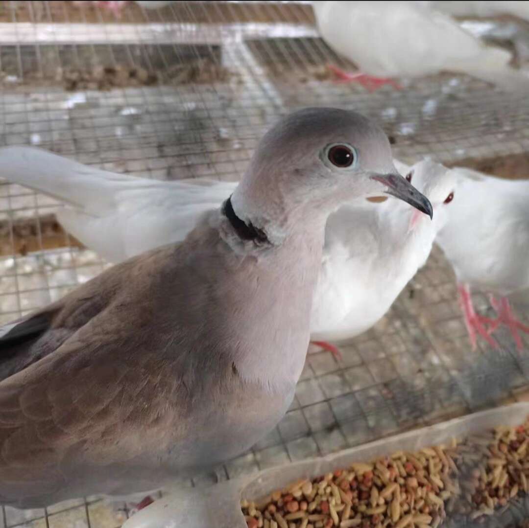 广东茂名新鲜种鸽子现货直销 品质保证