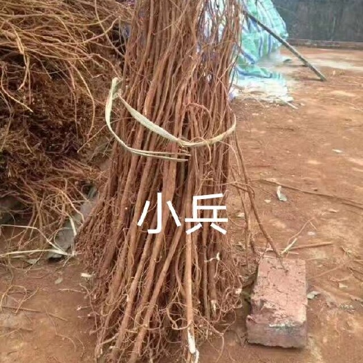 小叶千斤拔药材一手货源大量供应