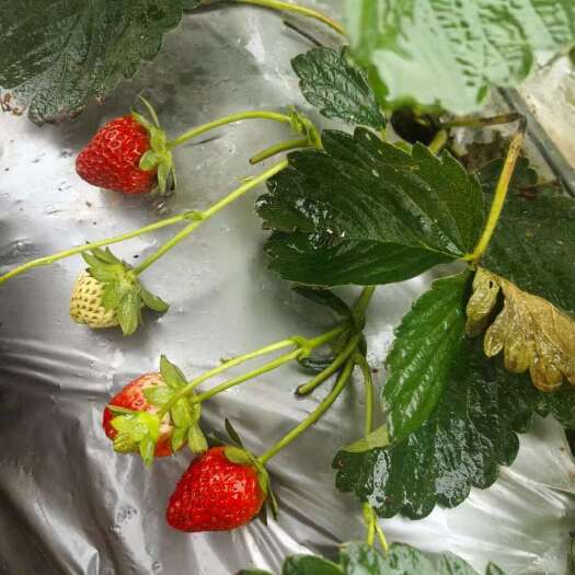 长沙草莓