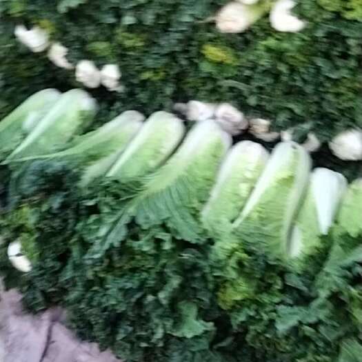 赵县早熟秋绿大白菜