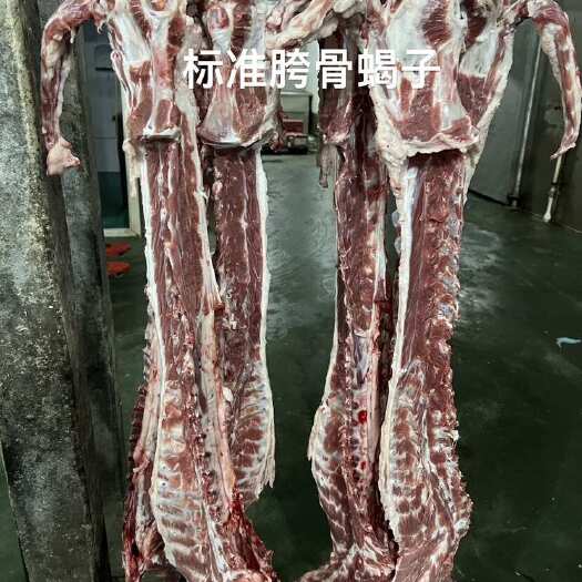 大厂县羊蝎子 羔羊羊脊骨