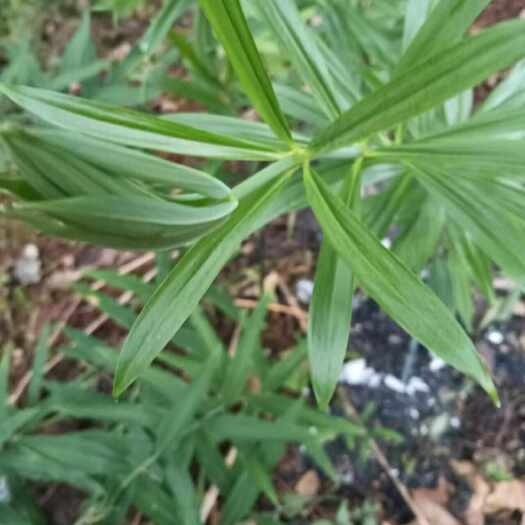 垫江4年黄精有