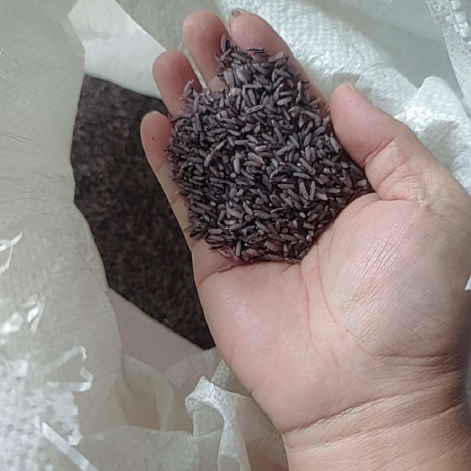 遂溪县湛江遂溪一级黑米 优质稻谷 籼米 新鲜现碾