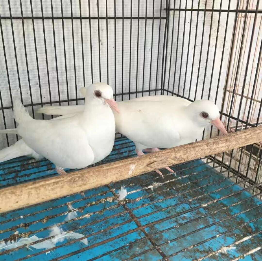 广东茂名新鲜种鸽子现货直销 品质保证