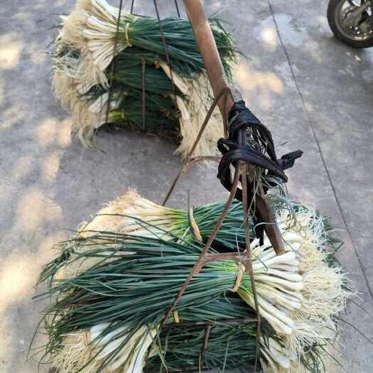 遂川县荞苗，早荞苗
