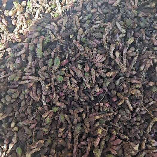 和政县精品款冬花