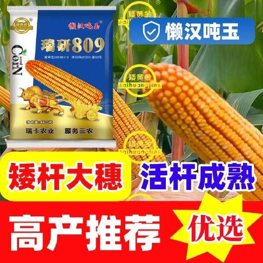 石家庄瑞研809玉米种子矮秆大穗优质玉米种子新品种懒汉玉米批发