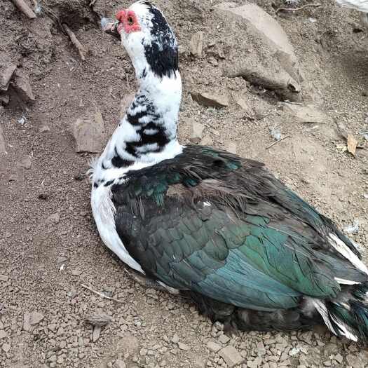 赫章县纯粮食喂养火鸭、鹅