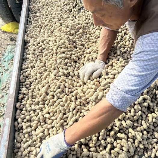 泗洪县百亩花生品相好产量高，大量批发全部过筛
