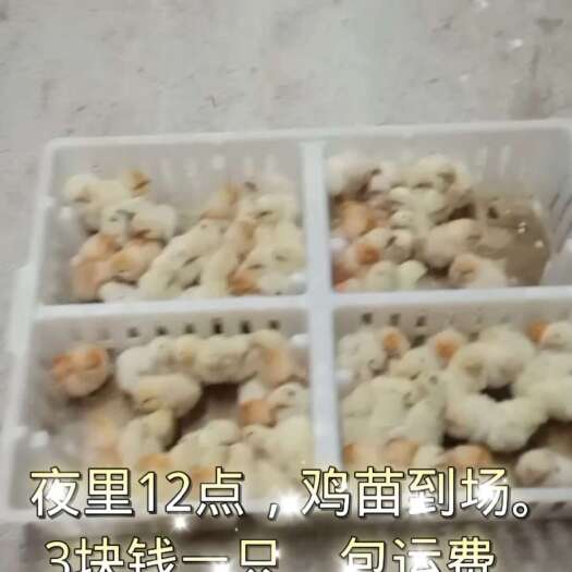 邯郸蛋鸡苗