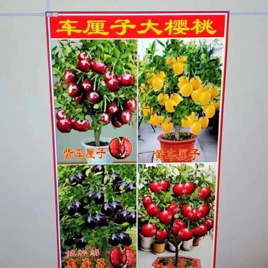 平邑县江湖地毯树苗